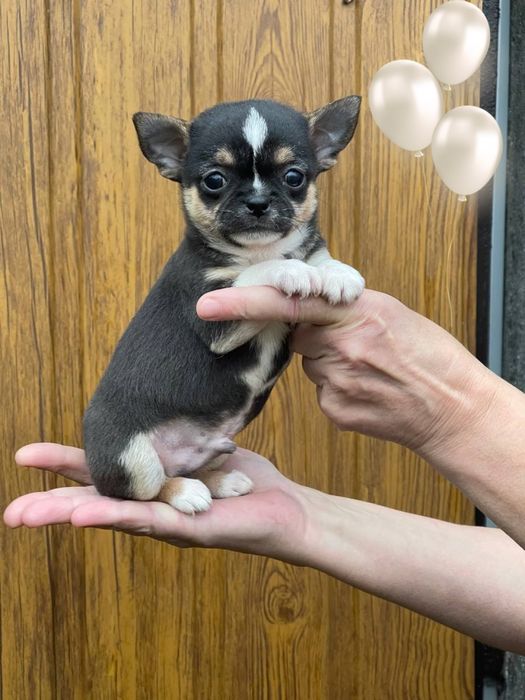 Красивый малыш чихуахуа