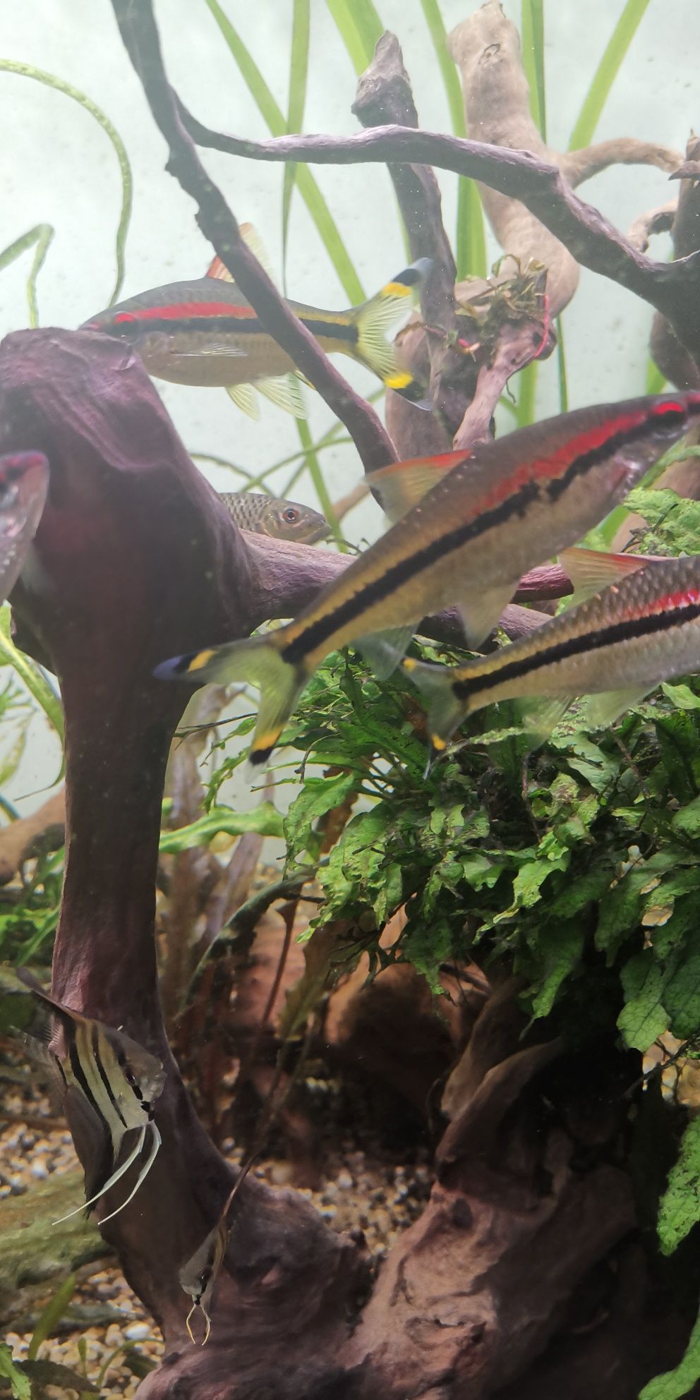 Brzanka denisona