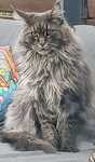 Maine coon do oddania