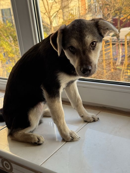 Віддам в добрі руки