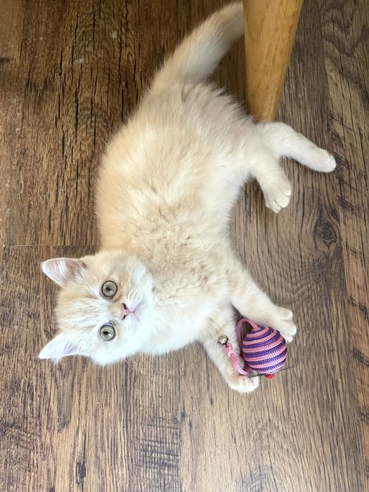 Beżowy kotek egzotyczny, pers krótkowłosy, exo, egzotyk