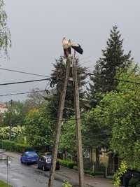 Apartament bocianie gniazdo do wynajecia ynajęcia