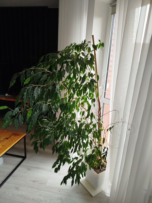 Roślina doniczkowa Fikus Benjamin