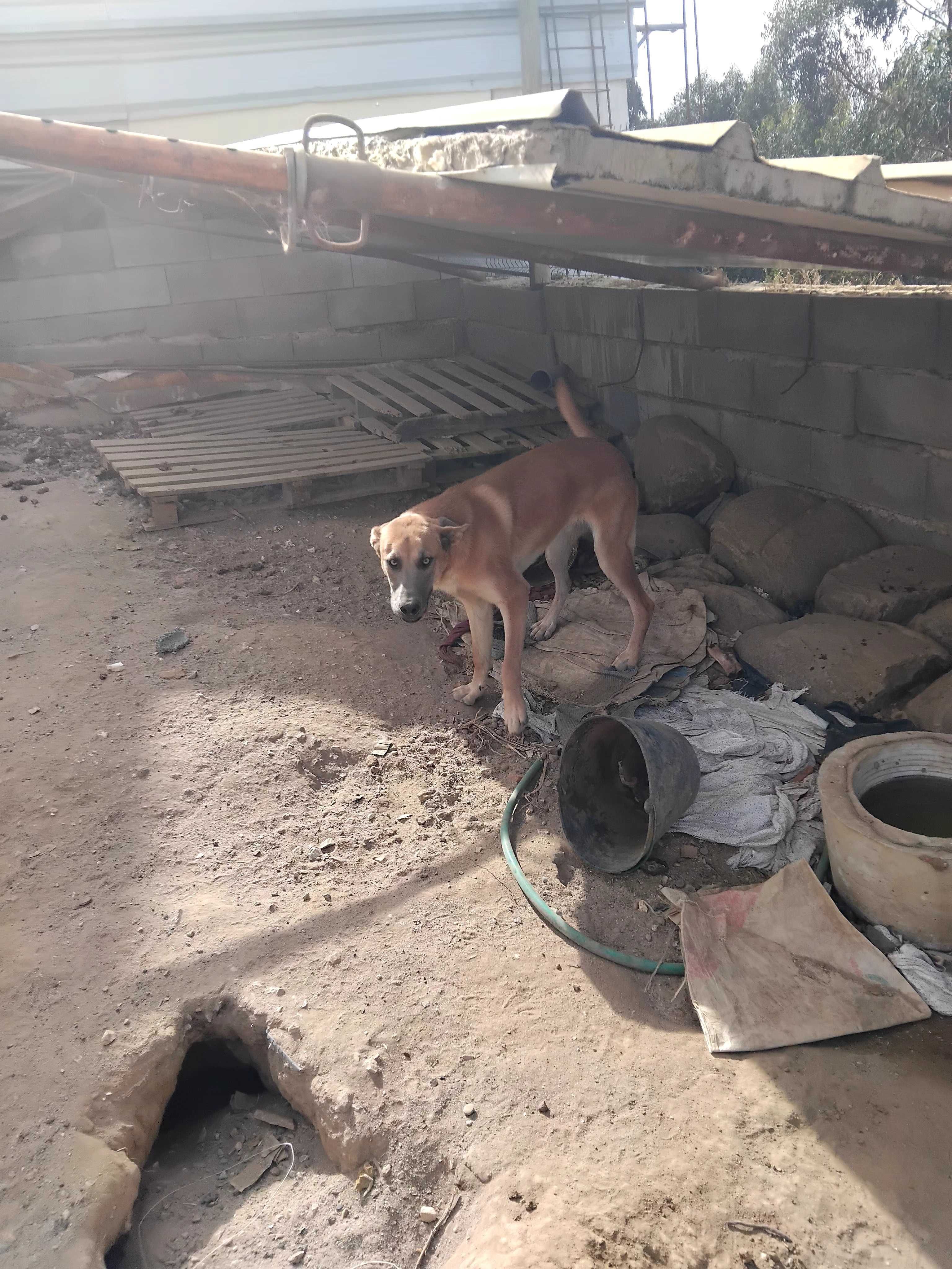 Cão arraçado de pastor alemão para doação