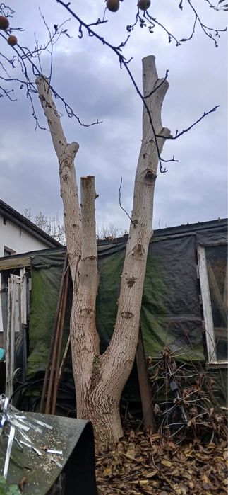 Drewno orzech dla stolarzy