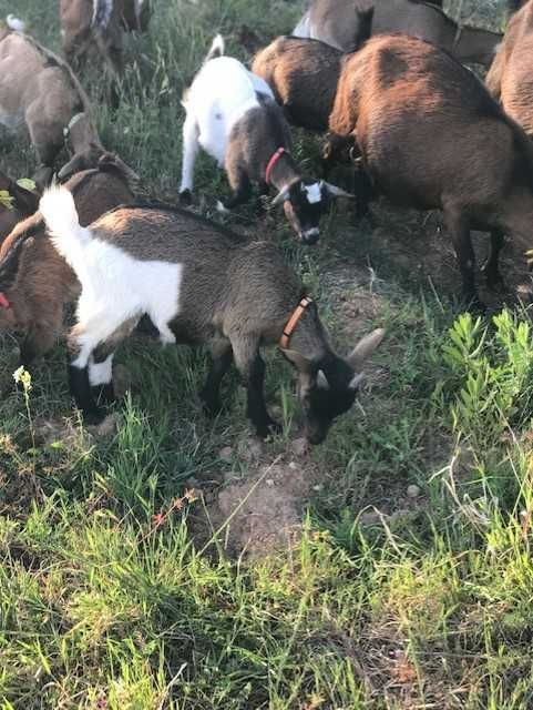 Cabras anãs e cabrinhas anãs