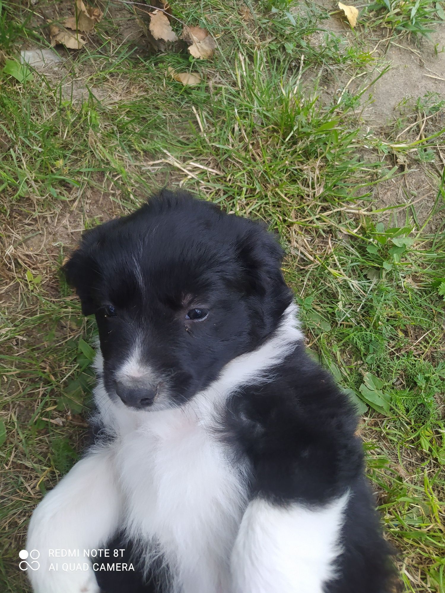 Border Collie - Czarno-biała