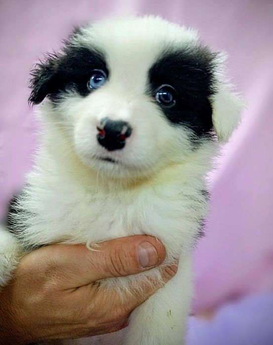 Border Collie piesek Pirat niebieskie oko