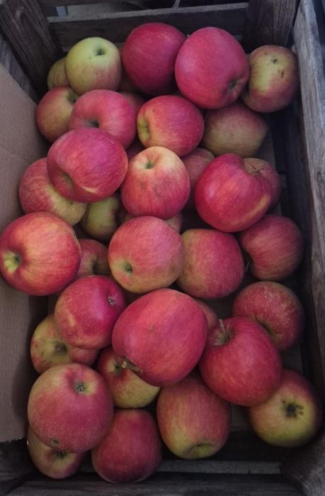 Jabłka odmiana Szampion paczka 10kg, 3zł/kg, wysyłka Inpost