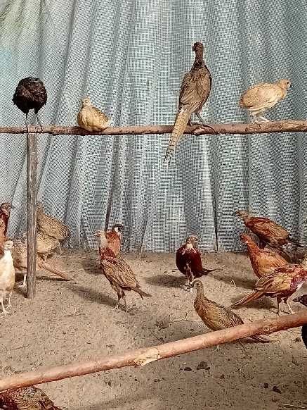 Bażanty sprzedam tegoroczne i starsze