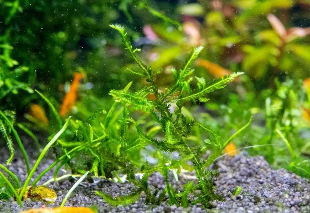 Climacium Japonicum Tree Moss mech palma rarytas hodowla wodna 10 gał.