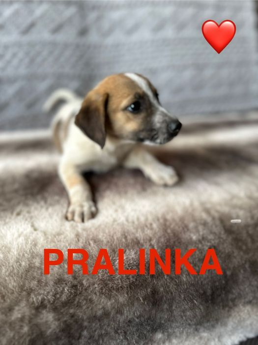 Słodki szczeniak poleca się do adopcji