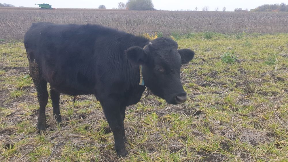 Продам  бичка...