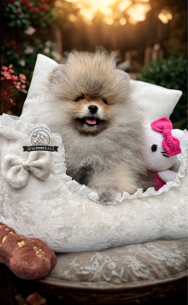 Pomeranian Szpic Miniaturowy FCI Wyjątkowa piękność