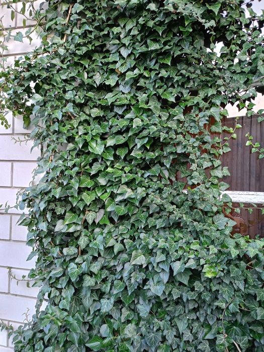 Плющ   звичайний