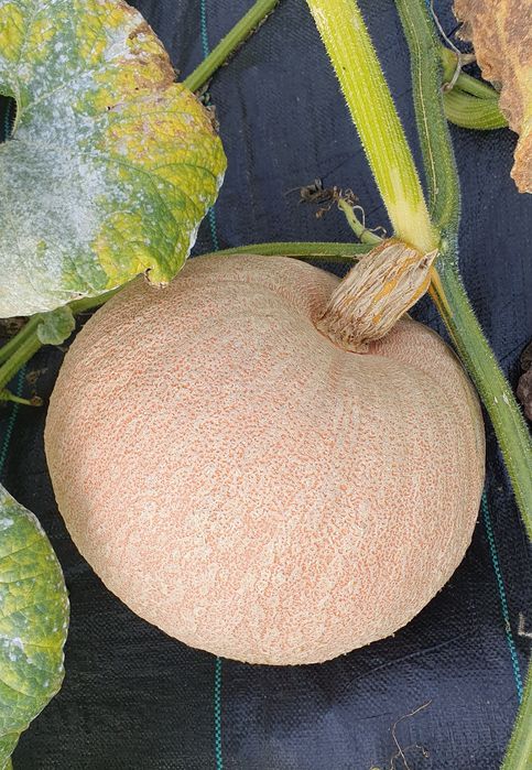 11 kg. Dynia duża na halloween. Odbiór osobisty w Lesznie.