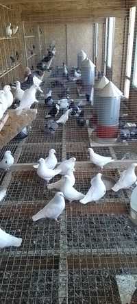 М'ясні голуби Хаббелл та Сільвер Кінг для фермерського утримування .
