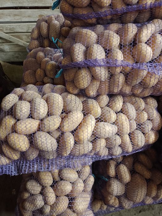 Продам крупну картоплю
