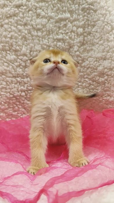 Шотландська золота шиншила прямовухі висловухі котята хлопчик дівчинка