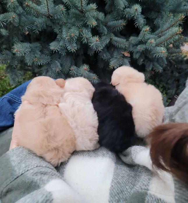 Цуценятка міні ПомаПу айворі, світла карамель, чорний. Кияне