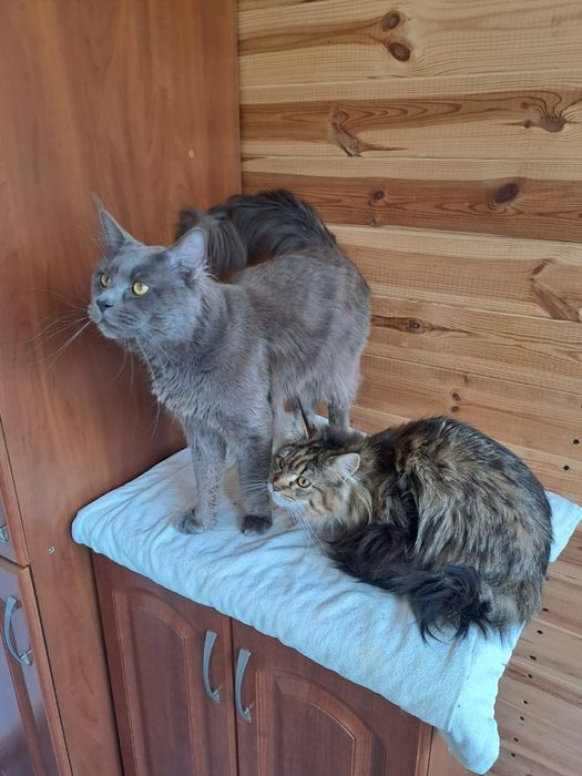 Meine Coon, kotka, 2 lata