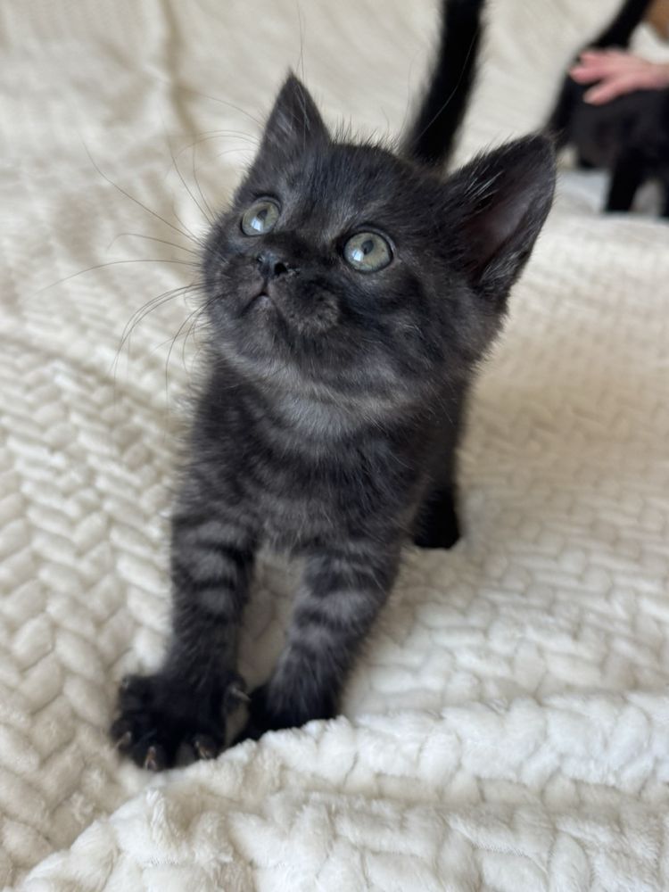 Кошеня у добрі ручки