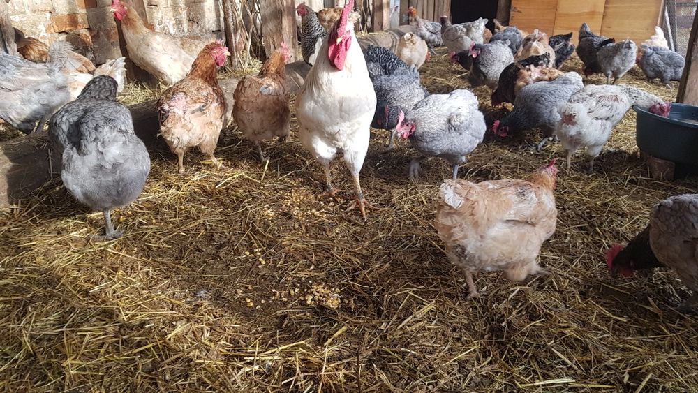 Продам домашню птицю