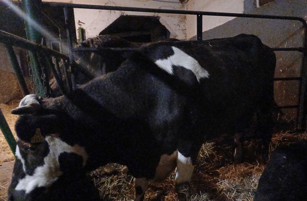 Krowa z mlekiem mloda