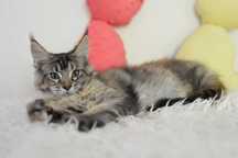Kotka Maine Coon Czarna Szylkretka /Gotowa Do Odbioru