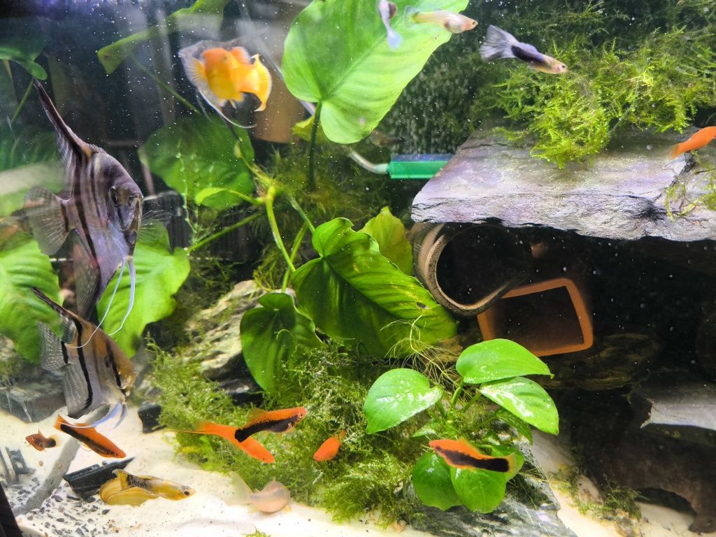 Anubias do akwarium