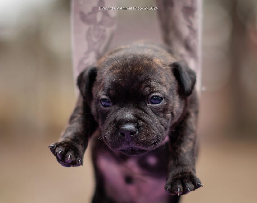 Стаффорширський бультерер