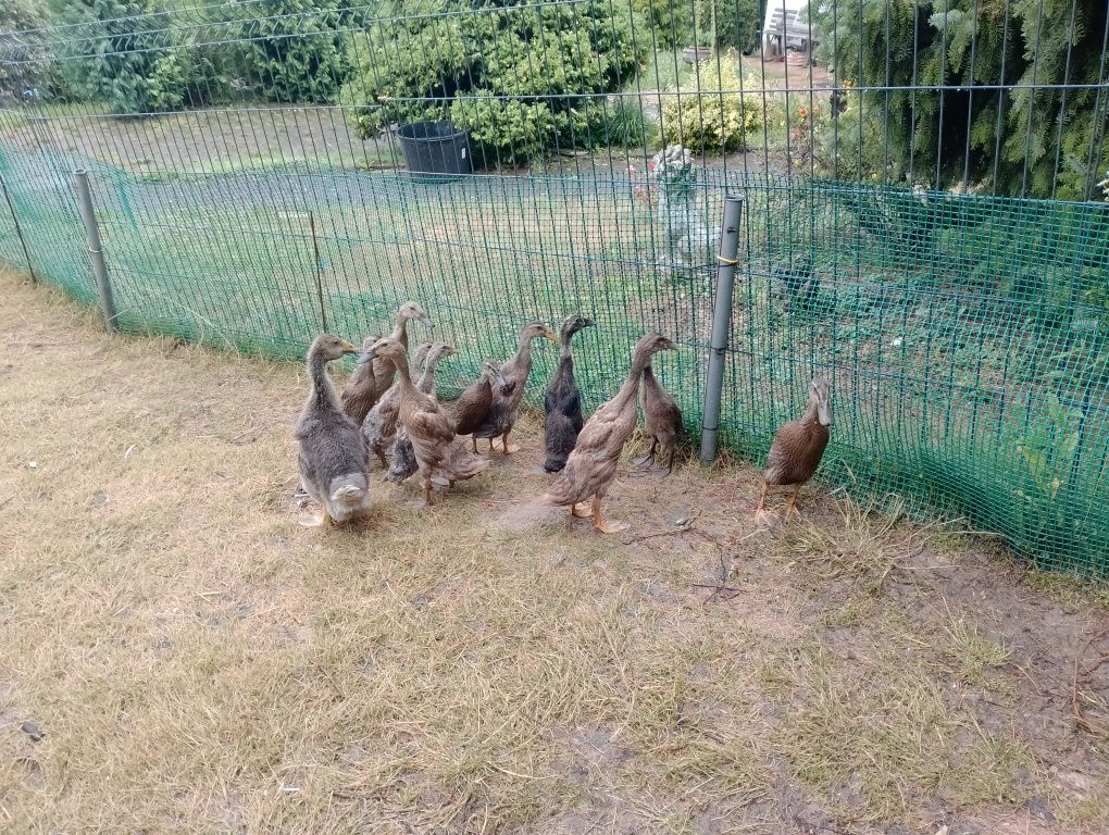 Kaczki biegusy .