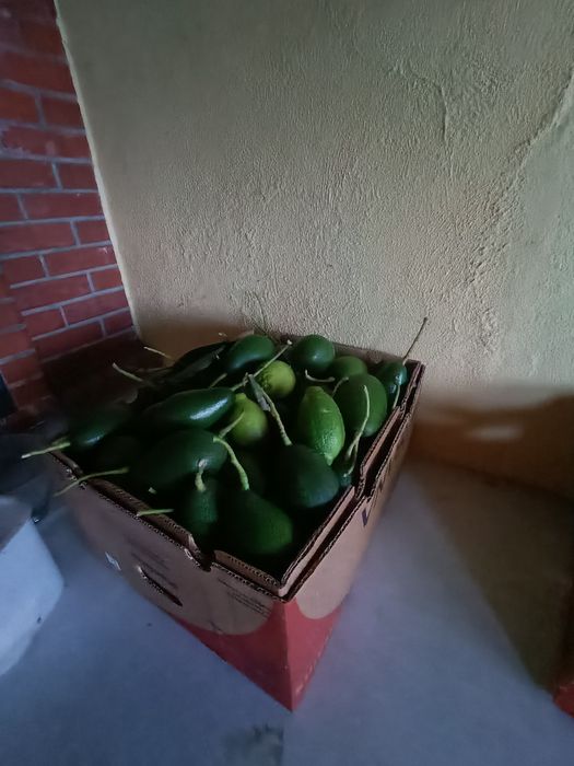 Abacates biológicos