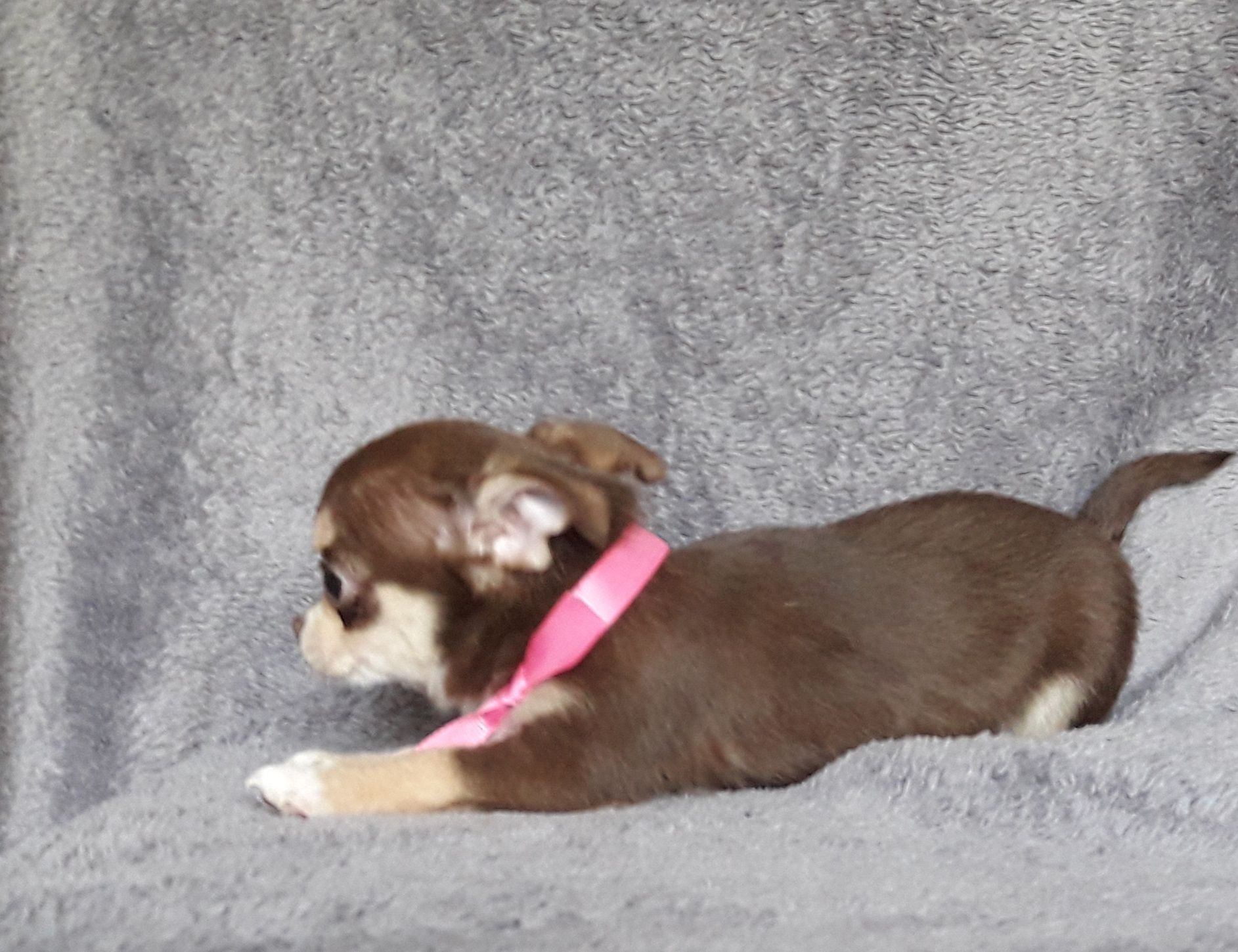 Chihuahua suczka jak huski