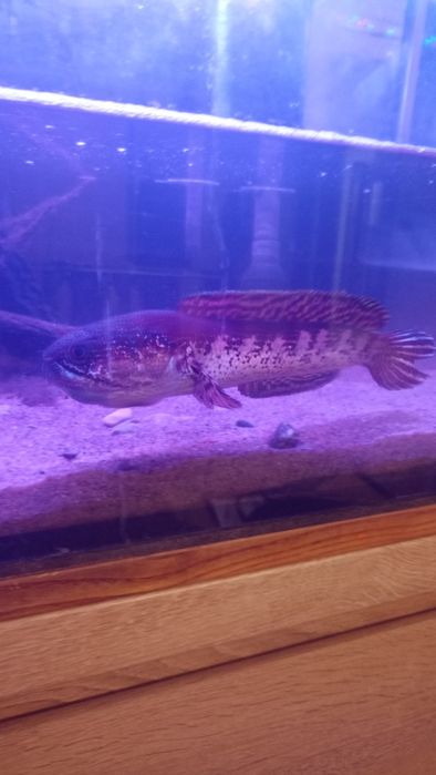 Channa aurantimaculata