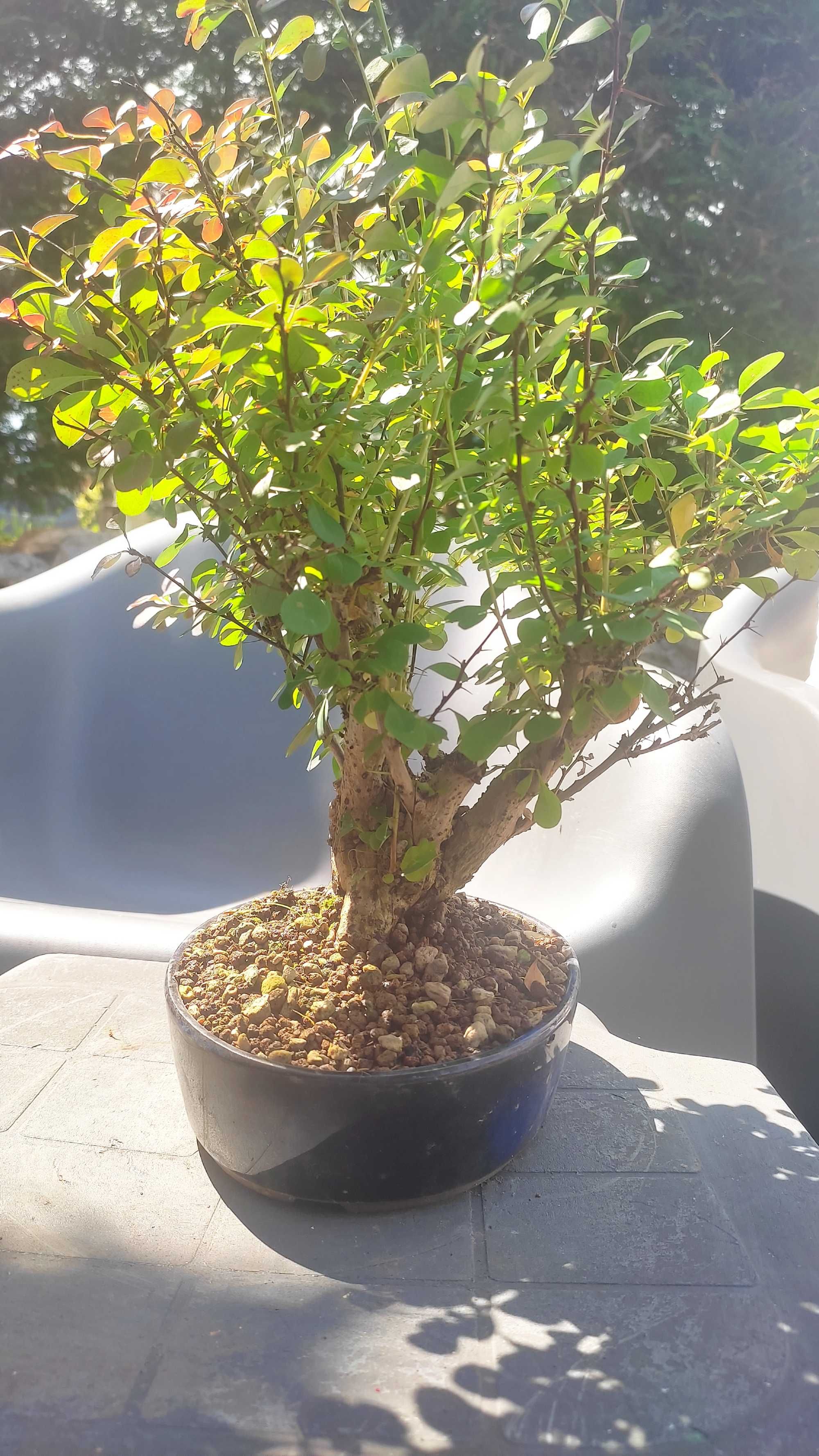 Bonsai Berberis Thunbergii