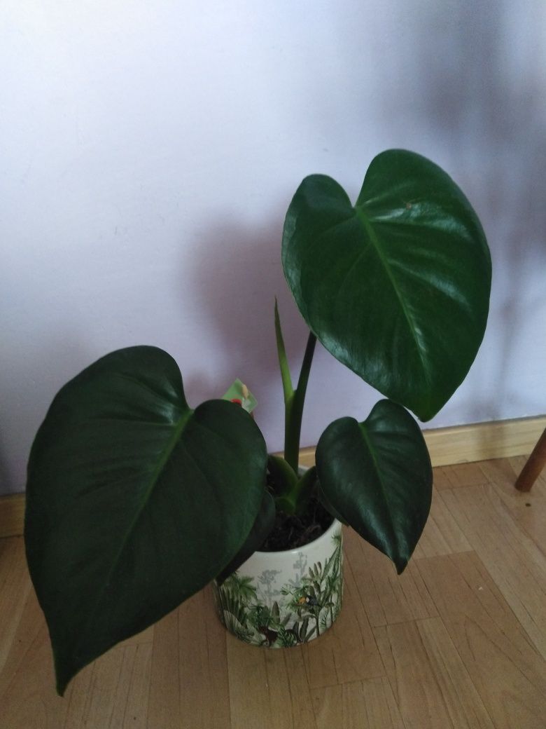 Kwiat doniczkowy Monstera