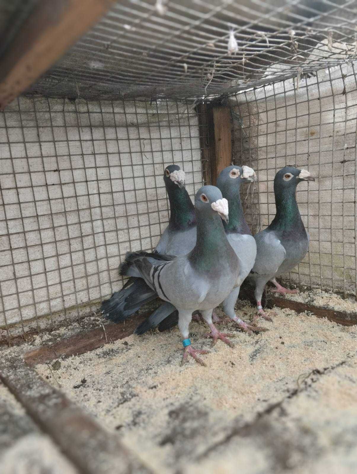 Голуби  старопольські або обмін на зерно