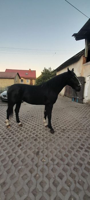 Sprzedam ogierka śląskiego