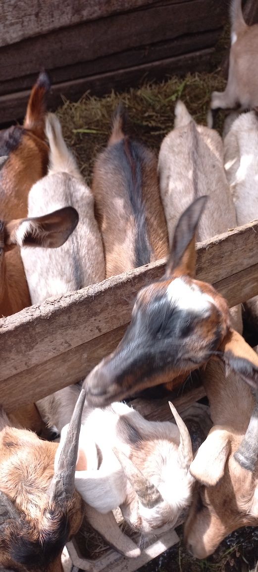 Продам козенят..