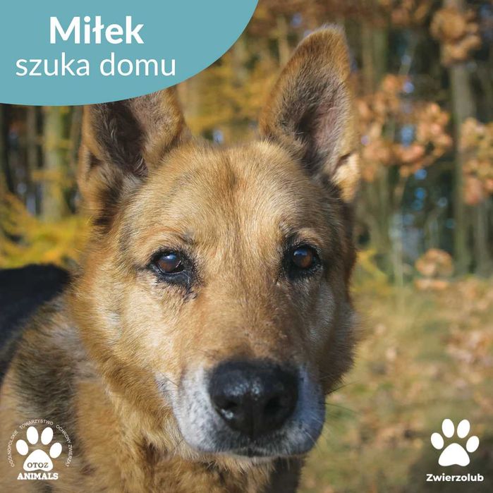 Miłek w typie owczarka niemieckiego szuka domu!