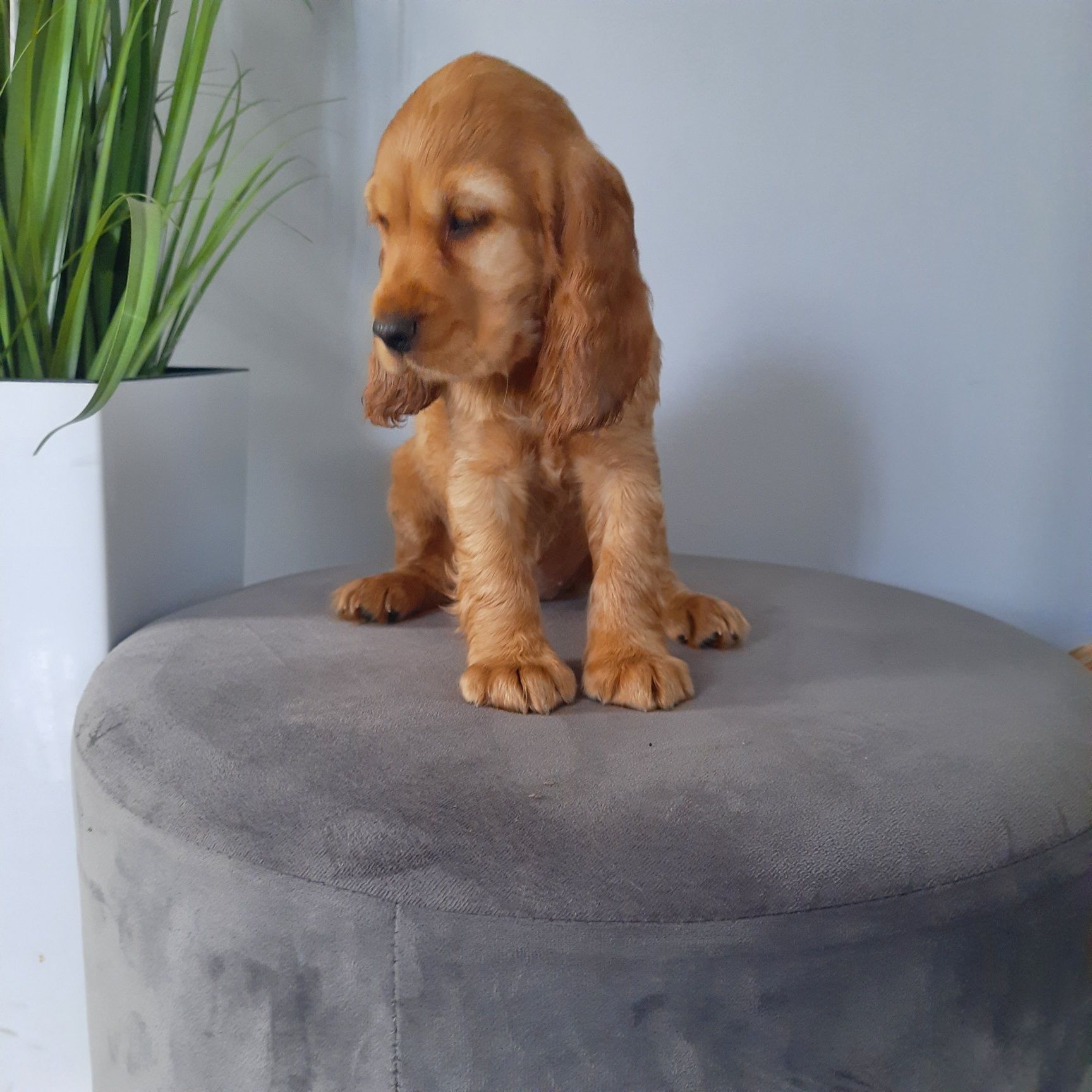 Cocker Spaniel Dziewczynka