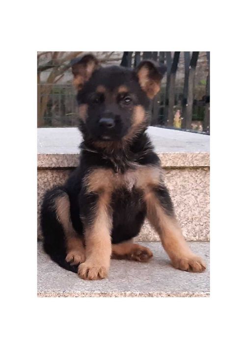 Pastor Alemão puro LOP