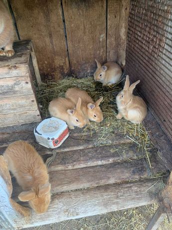 Кролики бургунської породи, (м'ясні до 5 кг)