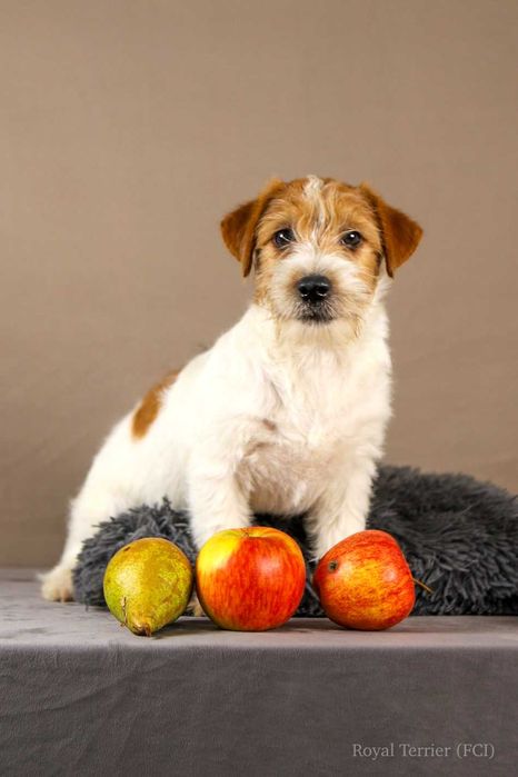 piesek Jack Russell terrier ZKWP/FCI szorstkowłosy