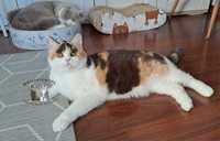 Kotka brytyjska czekoladowa tricolor bikolor kot brytyjski szylkret