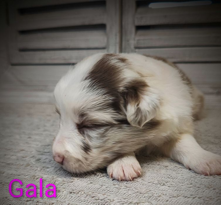 Border collie suczka red merle