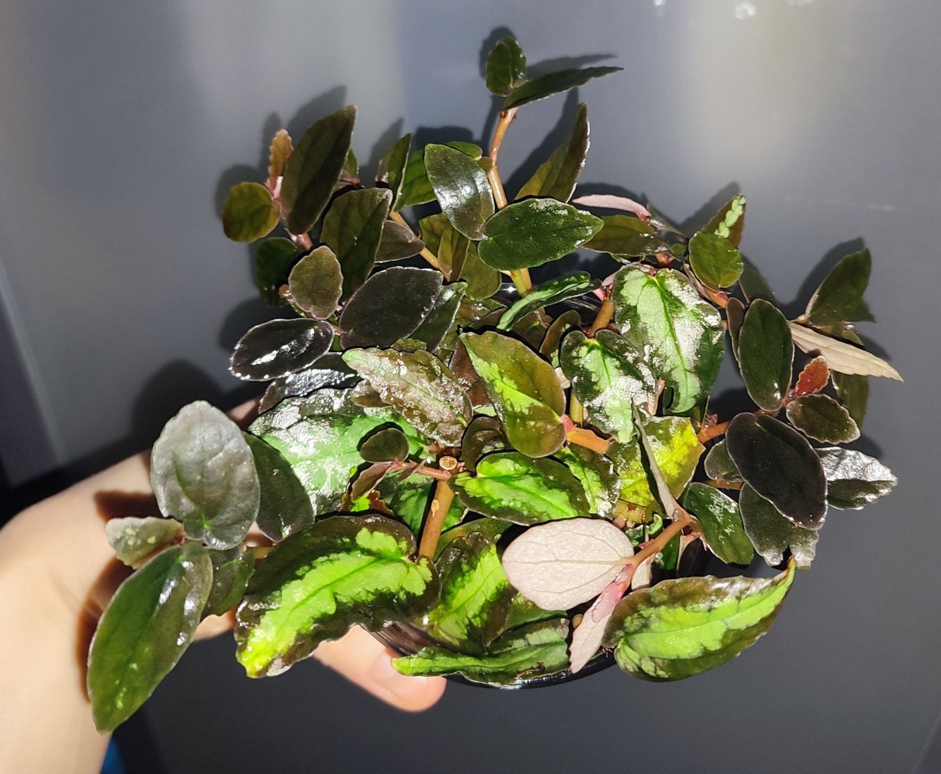 Pellionia repens i pulchra rośliny o barwnych lisciach do terrarium