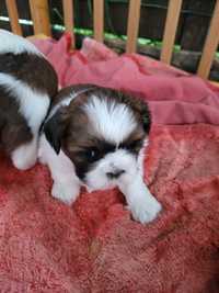 Szczeniak rasy shih tzu