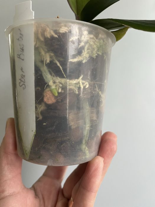 Фаленопсис Star Buster